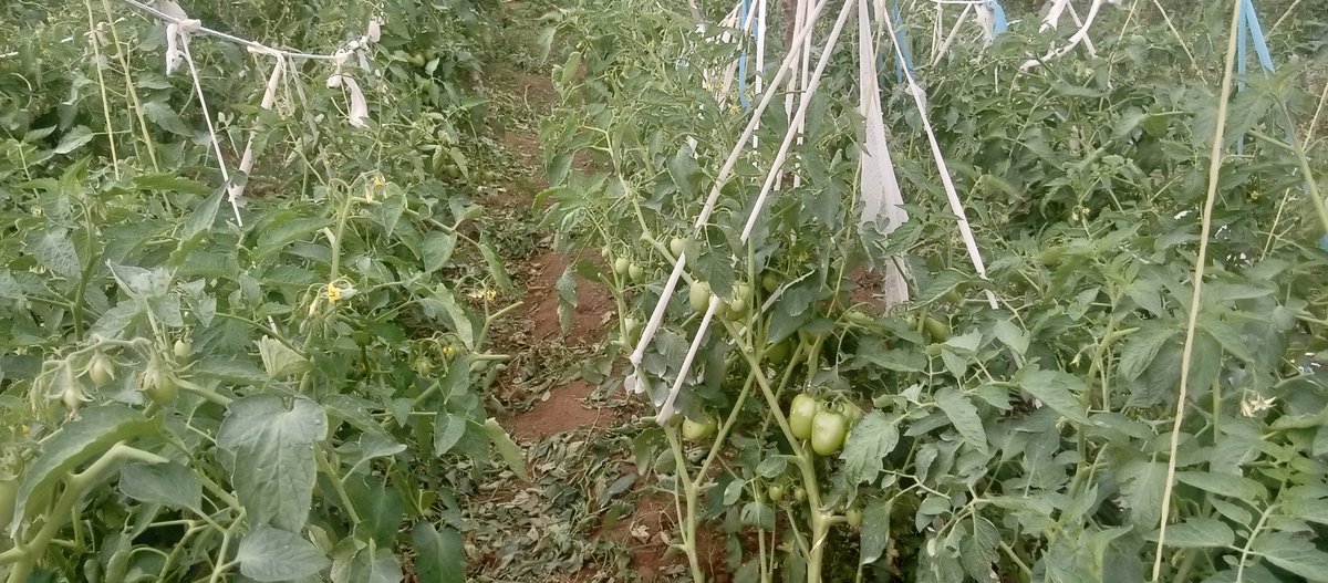 BagonzaNicholas's tweet photo. Hope demonstration farm. Clients learning about good agronomic practices in tomatoes such as staking and pruning https://t.co/RAZvLw6yoz