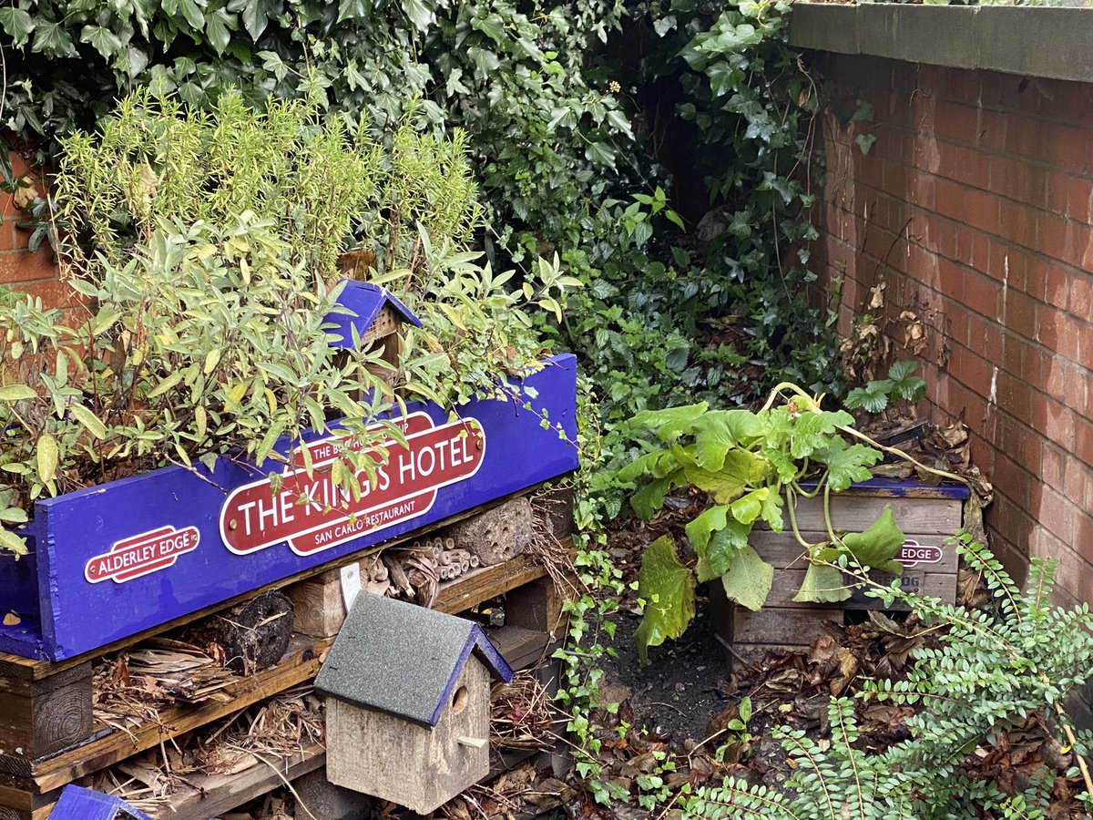 Alderley Edge in Bloom tweet media