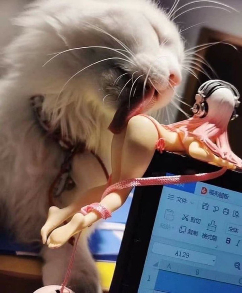 PunchingCat's tweet image. freaky ahh cat