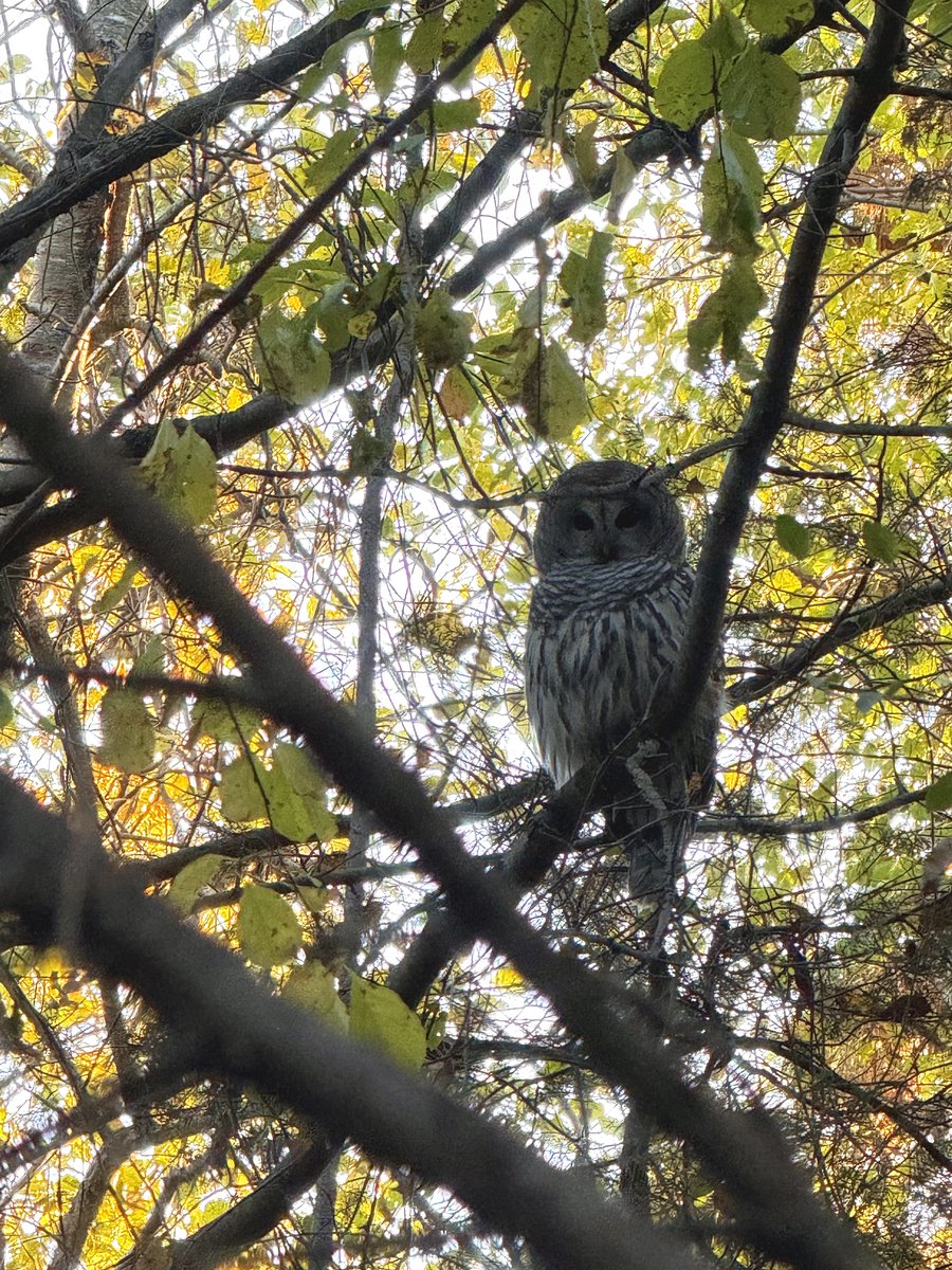 Brooklyn Backyard Birds tweet media