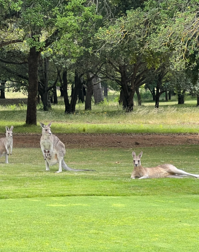 I met a cute kangaroo mother at the Royal Golf Course