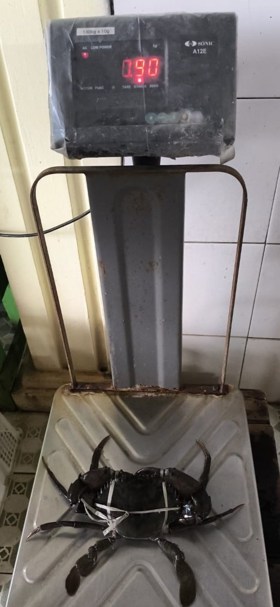 Siap meluncur... 
Stok selalu hidup dan datang sama seperti hari dimasak dan kirim.