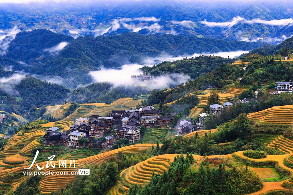 PDChinese's tweet photo. 【廣西龍勝：龍脊梯田秋色“醉”人】近日，廣西壯族自治區龍勝各族自治縣大寨村在一場秋雨過後，呈現出令人陶醉的夢幻美景。金黃稻穀、吊腳樓與遠山相互映襯，宛如一幅如詩如畫的美麗畫卷，美不勝收。 https://t.co/p7c1e2svt3