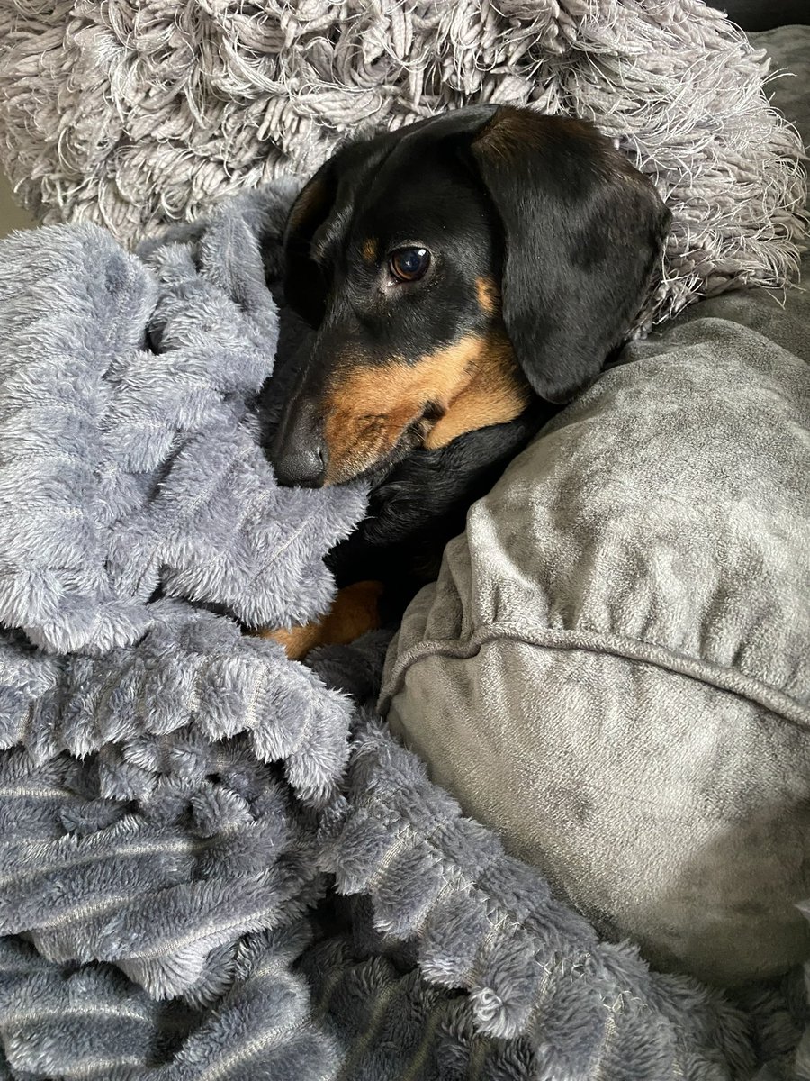 JLawes6's tweet photo. @GameOverGreggy Yup, all 100% true. Best dogs ever! https://t.co/JJm3cKxwyY