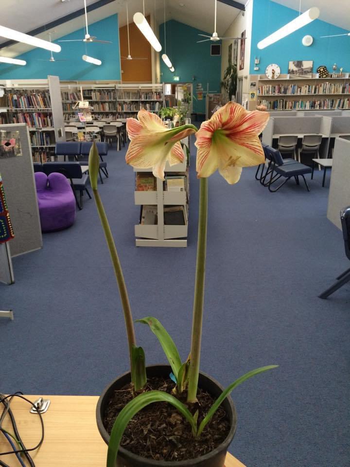 The #flower in the #library.