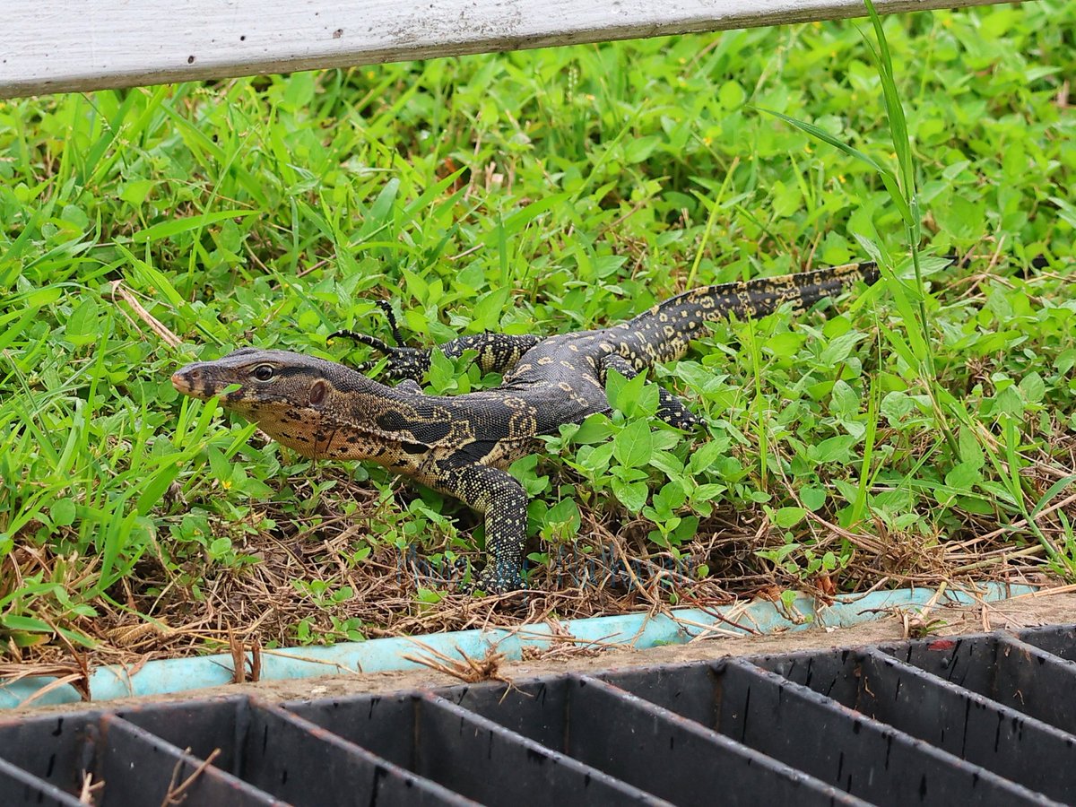 Happy Reptile Awareness Day 🐊🐢🦎🐍

#ReptileAwarenessDay #Reptiles #Conservation #WildlifeProtection #ReptileEnthusiast #LearnAboutReptiles #ProtectReptiles #CommonWaterMonitor #watermonitor #varanussalvator