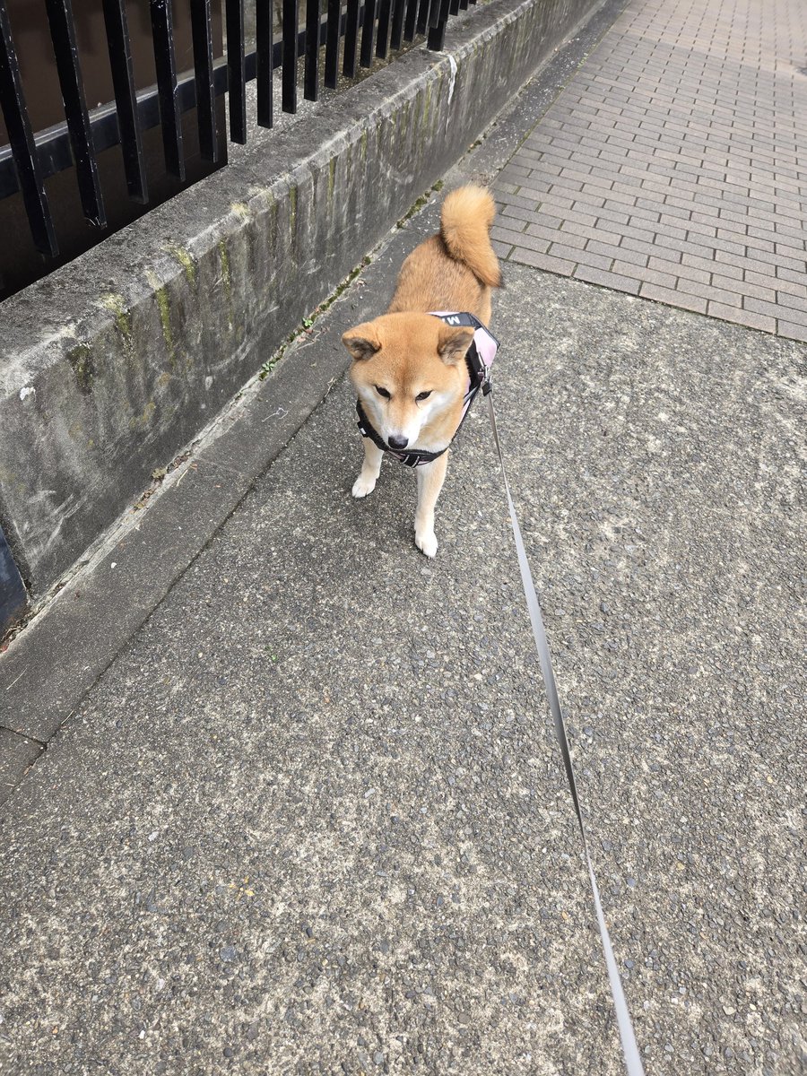 Mexican355's tweet photo. お散歩中にフリーズ
#柴犬大好き 
#犬好きさんとつながりたい
#お散歩 https://t.co/CizCPRxbd3
