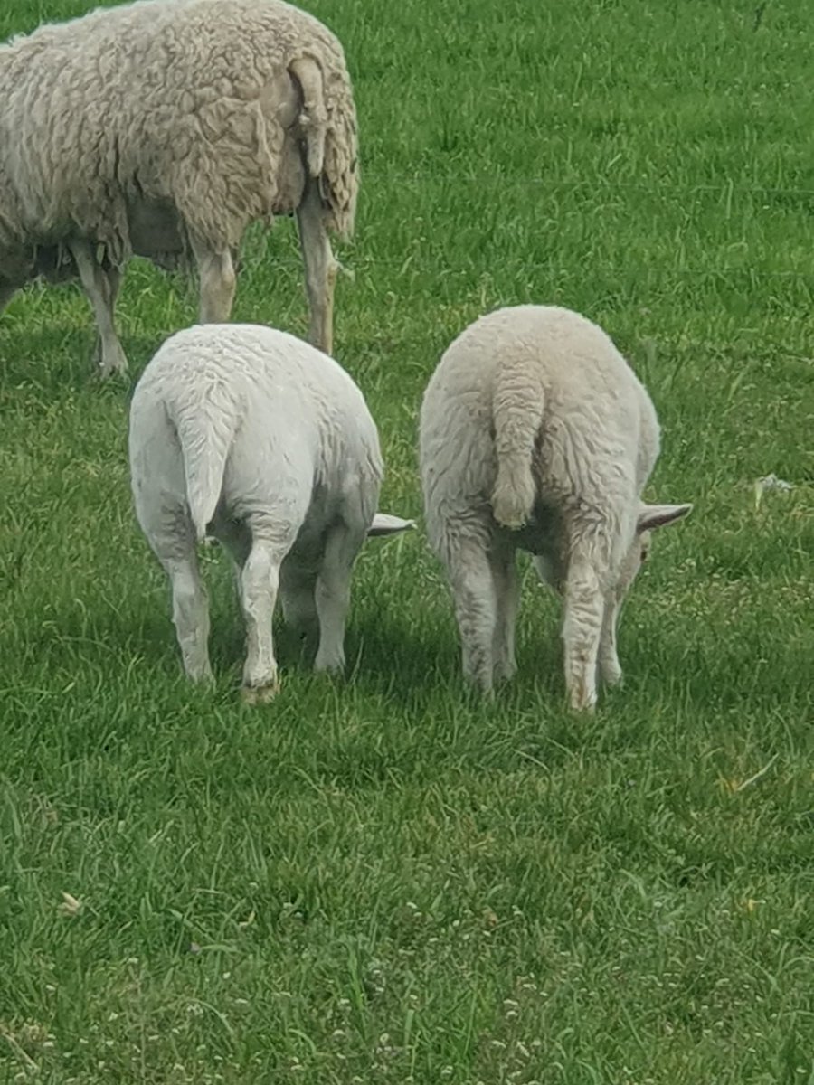 A bit happening in this photo. two lambs one hair coated and one wool coated, both showing short tails. An Eztex ewe in the back ground with a short tail that is half shed and a belly and breech that is fully peeled, when we shear her there will be no belly or breech to shear.