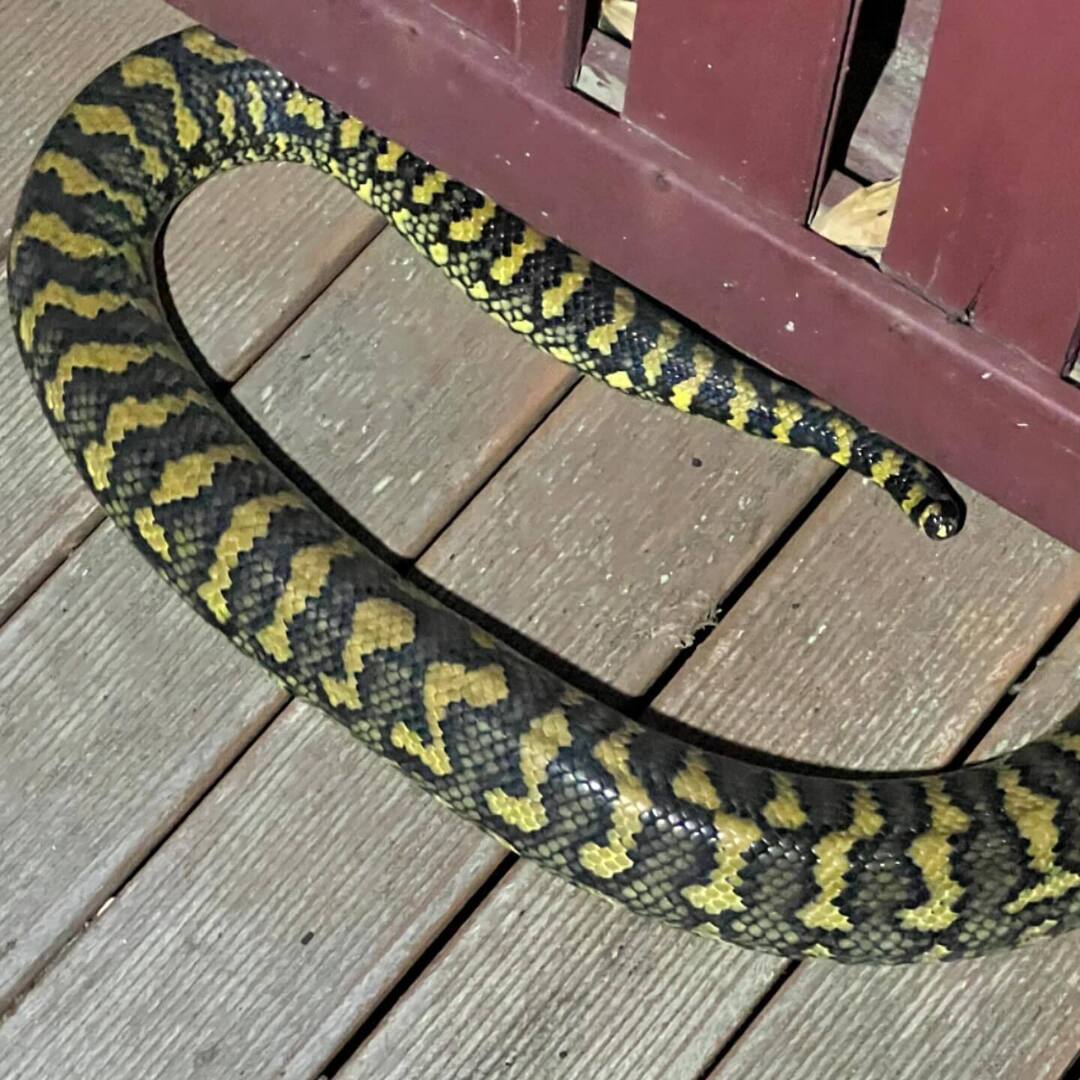 bushbark's tweet photo. Happy reptile appreciation day this #python was making my possum neighbours very vocal. Pythons have no ears so this dude was not bothered. #reptile https://t.co/53xhXxKJy1 https://t.co/gP3x14IG37
