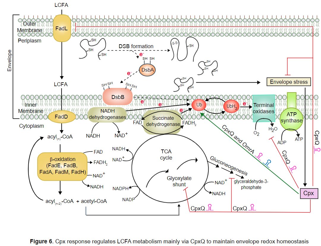 Gaurav Sharma, Ph.D. (@sharmag30) on Twitter photo Our collaborative work with <a href="/ChabaRachna/">Rachna Chaba</a> is out!
Long-chain fatty acids fuel E. coli but cause redox stress; we showed that CpxAR two-component system balances this by suppressing LCFA metabolism! Led by Megha & Manmehar + supported by Richa <a href="/omics_lab/">SharmaG_omics Lab @IITHyderabad</a>!
π:biorxiv.org/content/10.110β¦ Our collaborative work with <a href="/ChabaRachna/">Rachna Chaba</a> is out!
Long-chain fatty acids fuel E. coli but cause redox stress; we showed that CpxAR two-component system balances this by suppressing LCFA metabolism! Led by Megha & Manmehar + supported by Richa <a href="/omics_lab/">SharmaG_omics Lab @IITHyderabad</a>!
π:biorxiv.org/content/10.110β¦