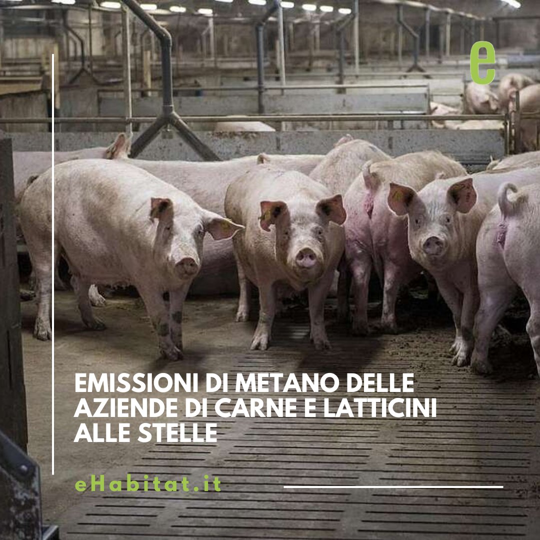 Le emissioni di metano delle grandi aziende di carne e latticini sono comparabili a quelle delle aziende fossili, il report di Greenpeace.

🔗 Approfondisci:

ehabitat.it/2024/10/21/emi…

#greenpeace #metano #inquinamento #effettoserra #ambiente