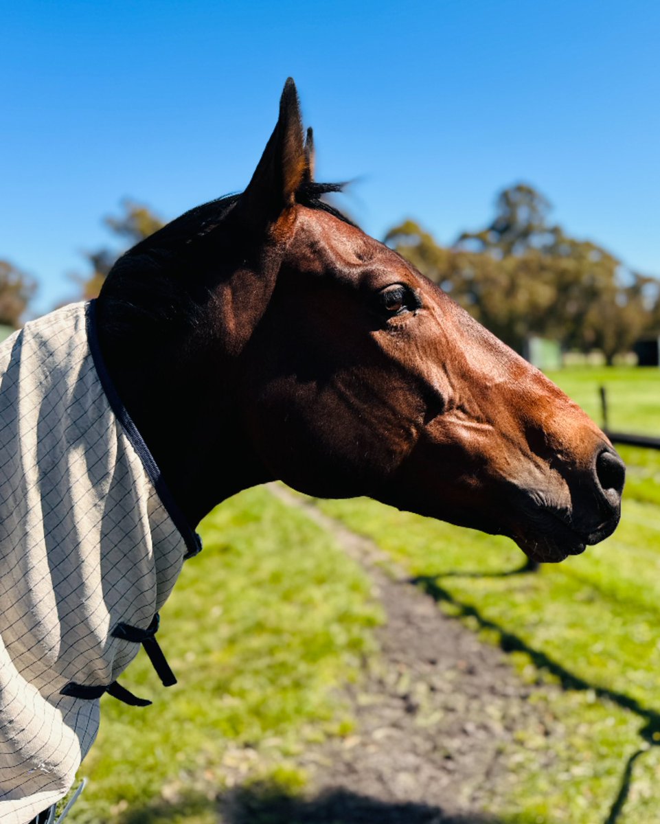 FulmenP's tweet photo. The new Caulfield Cup king!

Watching Duke De Sessa taking out the 2024 Caulfield Cup with @hazcoffey on board was 'sensational' for everyone watching!

Congratulations to team @ciaronmaherracing and all connections involved in this magnificent horse. @HTCoffey https://t.co/26DyzWCvYr