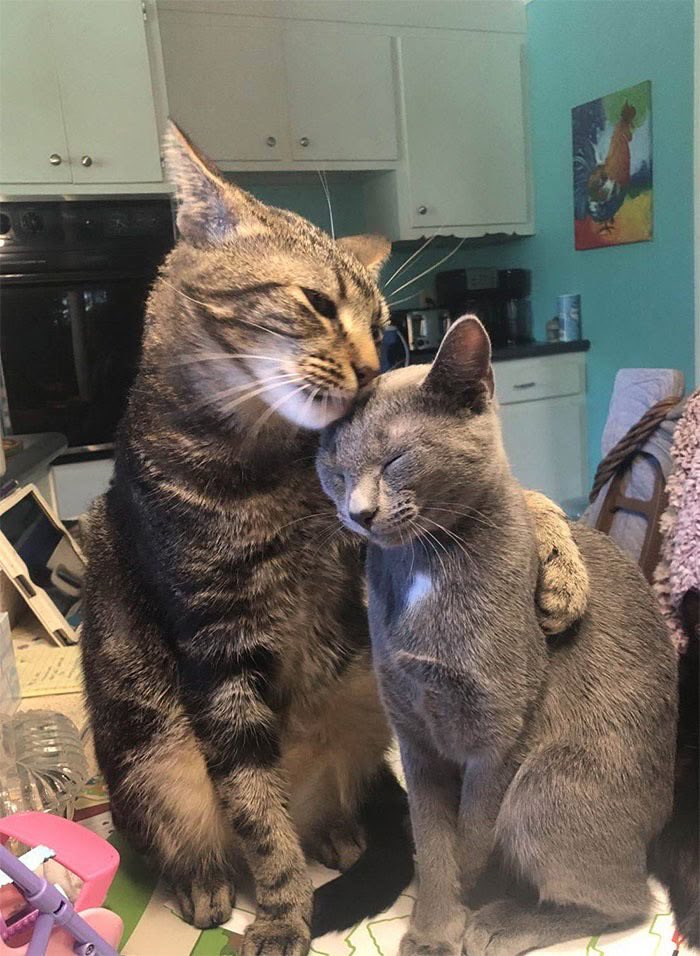 PunchingCat's tweet photo. i would spend all nine lives with you <3 https://t.co/JgxDxiNqdU