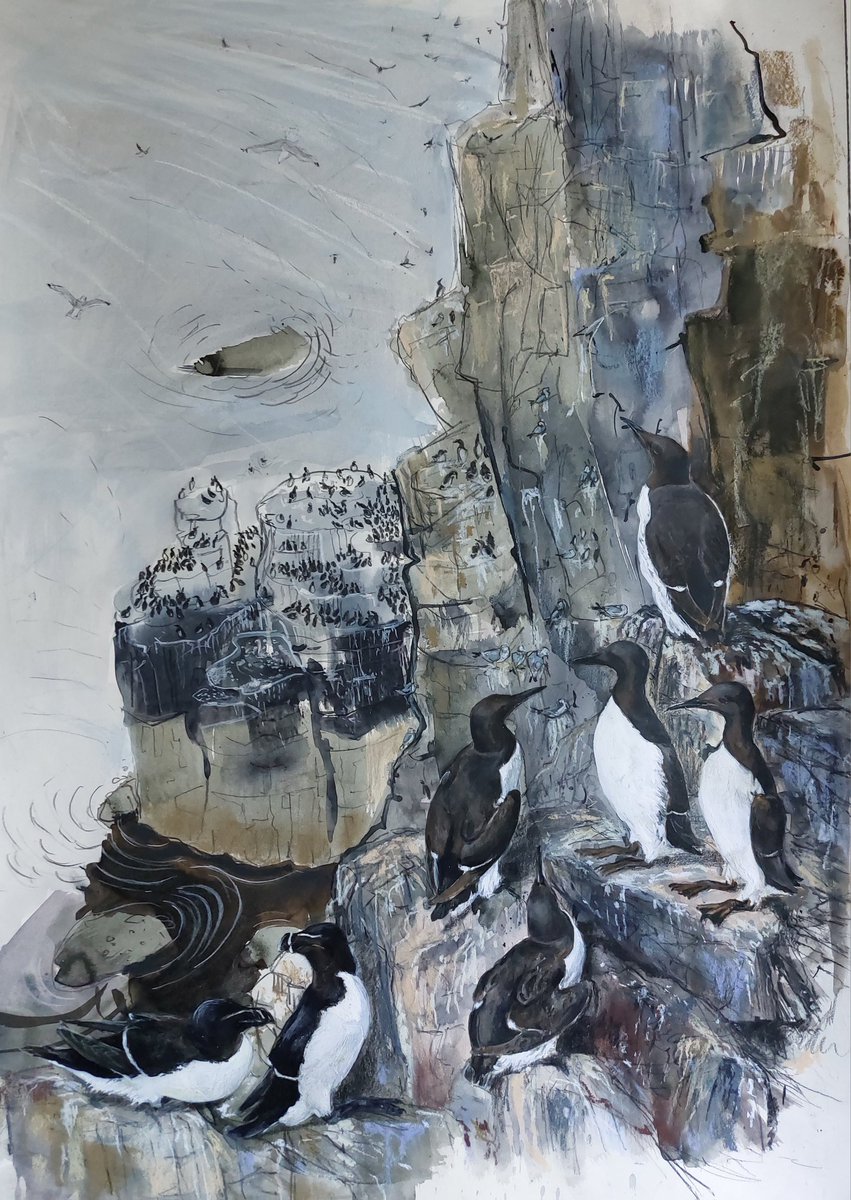 View From the Edge - On display <a href="/swlanaturaleye/">SWLA</a> Annual Exhibition <a href="/mallgalleries/">mallgalleries</a>  Mostly completed in situ on the Isle of May. The whole exhibition can be viewed &amp; purchased online via the Mall Galleries website. #Guillemots #Razorbills #isleofmay #artforsale #birds #birdart