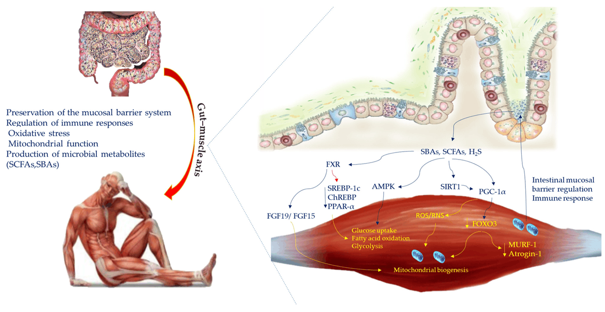 The #Gut #Microbiota Involvement in the Panorama of Muscular Dystrophy Pathogenesis (skeletal #muscle atrophy.)
mdpi.com/3006276