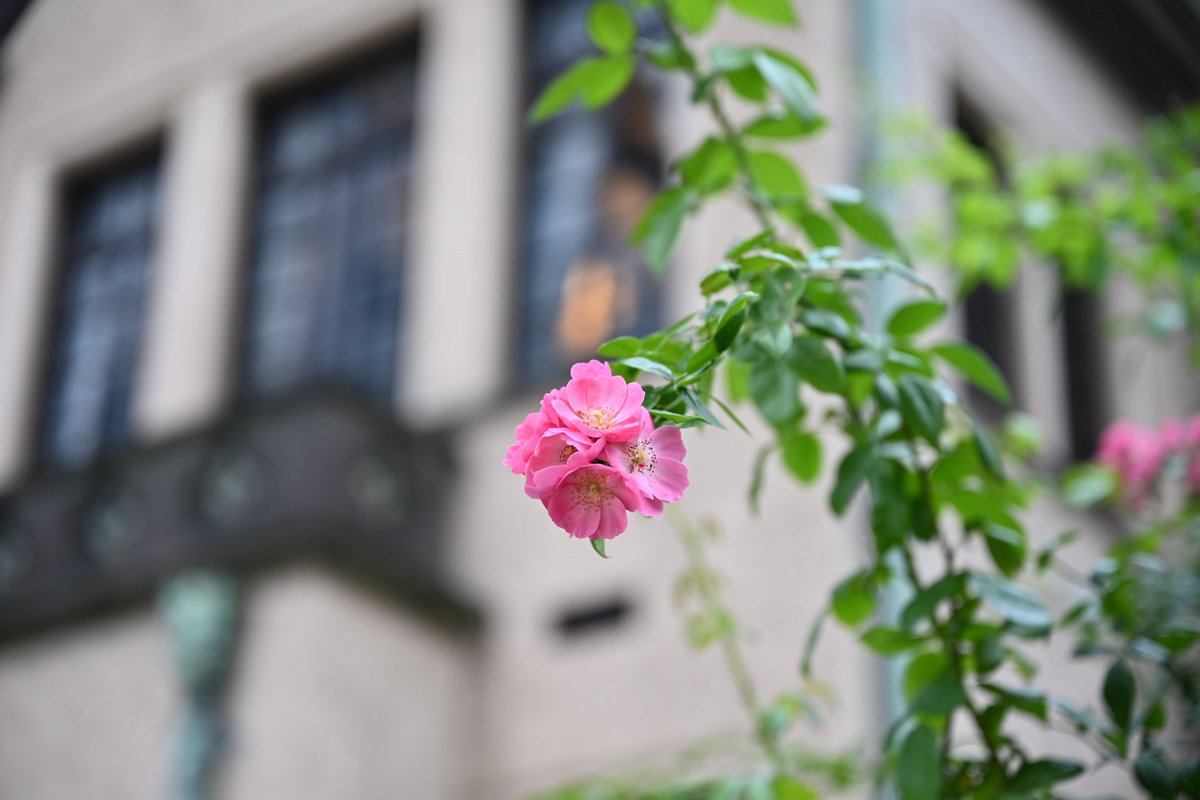 momomi_ometabi's tweet image. GENICからNikon Z6IIIを借りて、秋バラ咲き誇るローズガーデンをお散歩。

そしてずっと使ってみたかったNIKKOR Z 24-70mm f/2.8 S、綺麗なボケ感で写真撮るの楽しくなる…！☺️

#Z6III #Zf #genic_nikon #NIKKORZ #nikoncreators