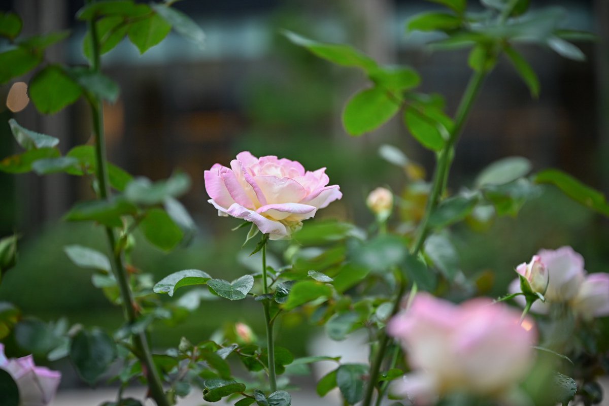 momomi_ometabi's tweet image. GENICからNikon Z6IIIを借りて、秋バラ咲き誇るローズガーデンをお散歩。

そしてずっと使ってみたかったNIKKOR Z 24-70mm f/2.8 S、綺麗なボケ感で写真撮るの楽しくなる…！☺️

#Z6III #Zf #genic_nikon #NIKKORZ #nikoncreators