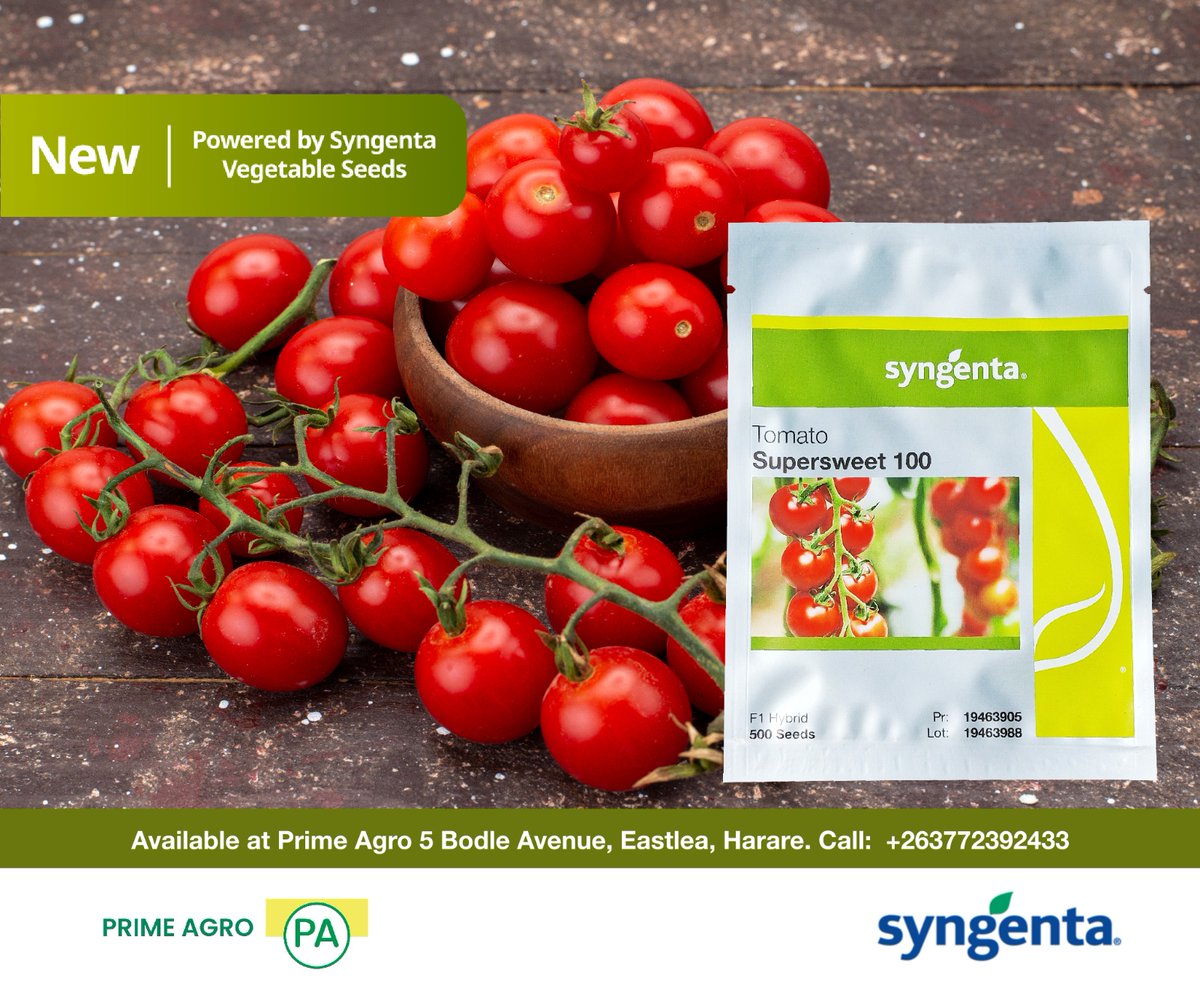 SyngentaZW's tweet photo. #Introducing!
Supersweet 100 F1 cherry tomato
An indeterminate, high yielding, circular cherry tomato variety brimming with sugary flavor.
✅Early maturing variety 68 days after transplanting.
✅15-25 cherry sized tomato fruits per cluster https://t.co/4FnQ7vVZbI