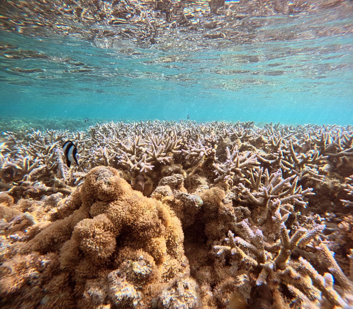 Blanca Figuerola tweet media