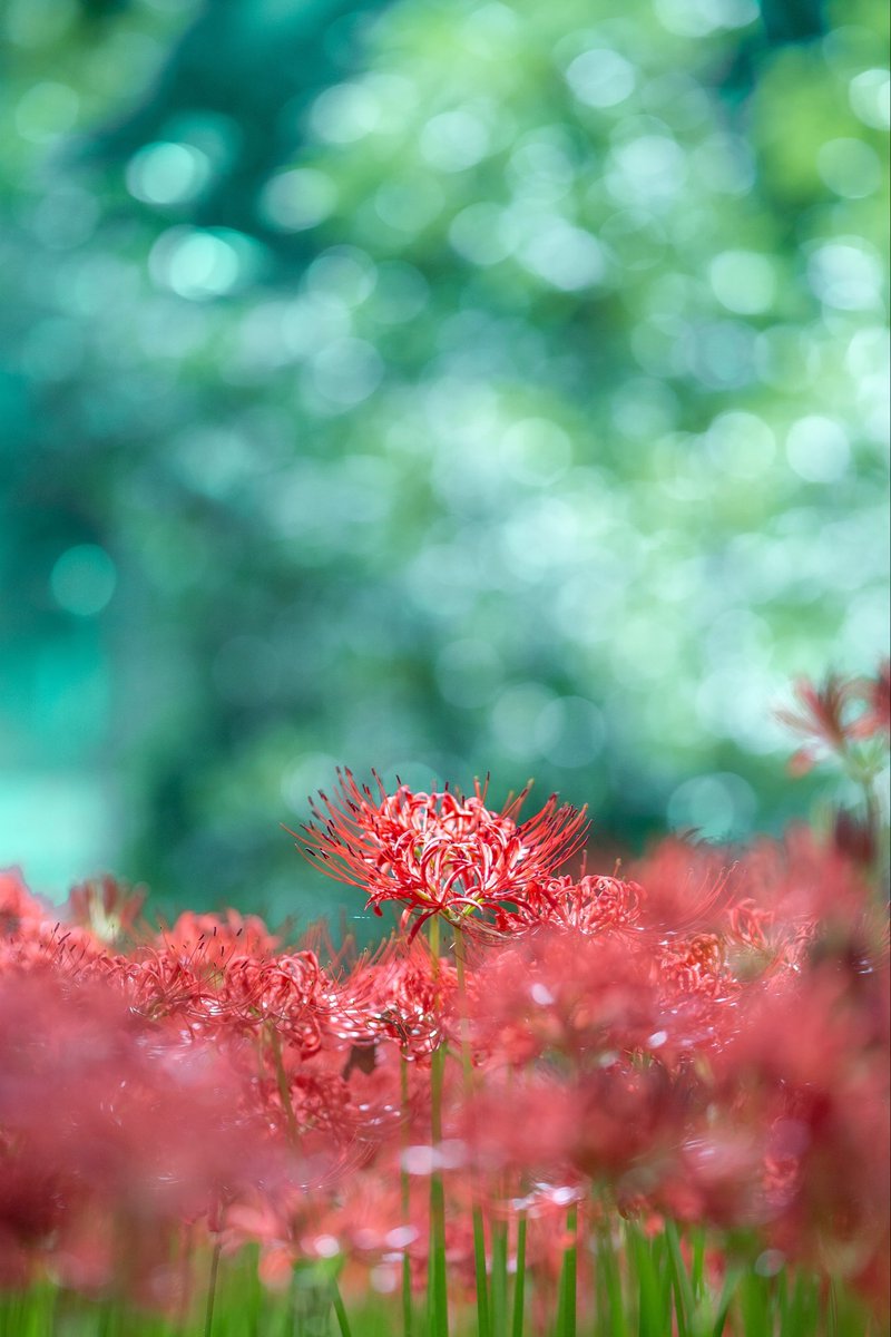 nt0photography's tweet photo. 煌めきの中で。

#写真好きな人と繋がりたい
#カメラ好きな人と繋がりたい 
#ファインダー越しの私の世界
#キリトリセカイ #東京カメラ部 #photography
#TLを花でいっぱいにしよう https://t.co/HVMcfc90vg