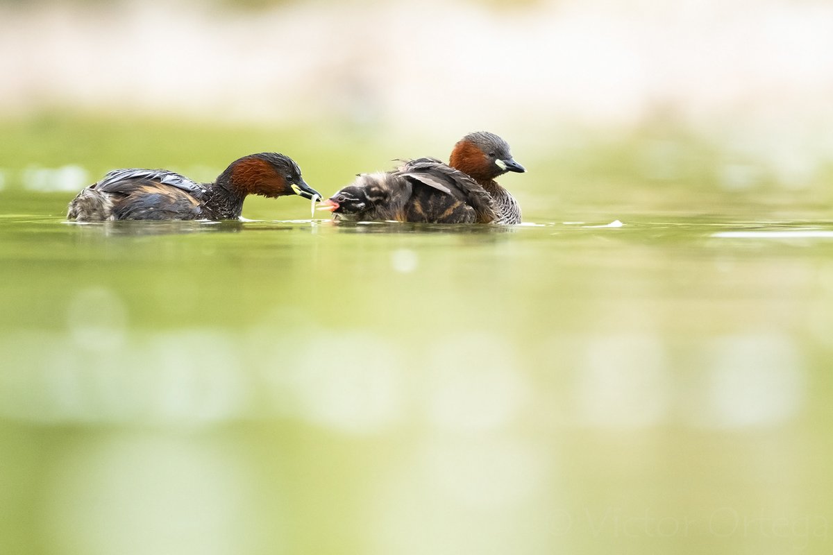 Momentos íntimos de una pareja de #zampullínchico.

📷<a href="/fujifilm_es/">Fujifilm España</a> X-H2s, Fujinon XF150-600mm.