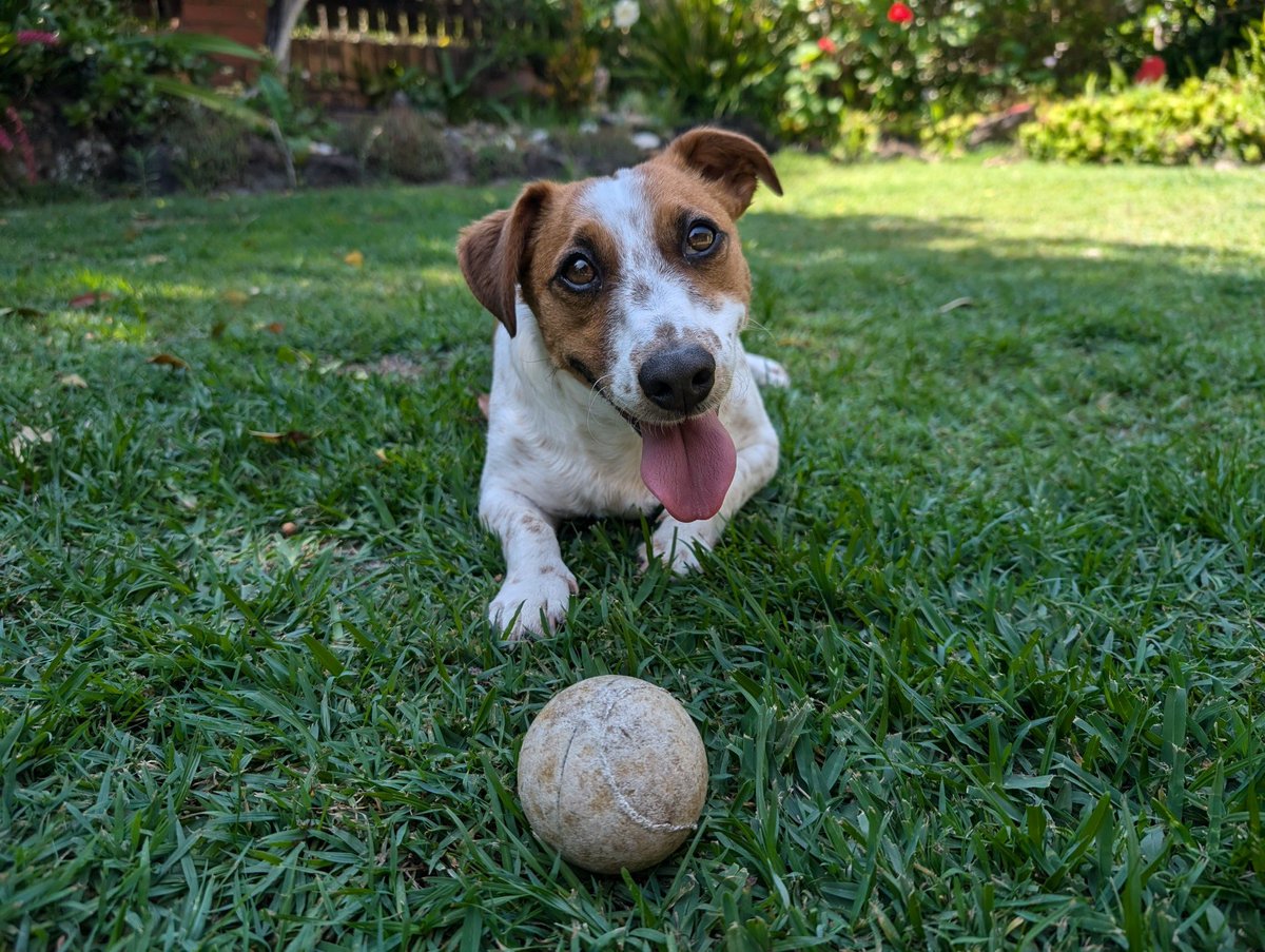 aidan_doyle's tweet photo. Clyde is ready to play https://t.co/1tnfMaXzzL