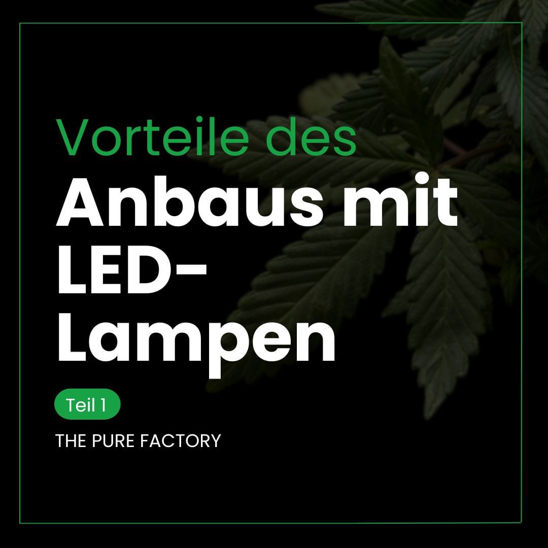 ThepurefactDE's tweet photo. LED-Leuchten bieten viele Vorteile für den Innenanbau: präzise Lichtsteuerung & energieeffizient. 💡⚡
Noch nicht ausprobiert? Schauen Sie sich unser PURE LED-Sortiment auf der Website an! 🌐✨
#ledlighting #indoorcrop 🌿 #growled #horticulture https://t.co/jsC4mXCiG8