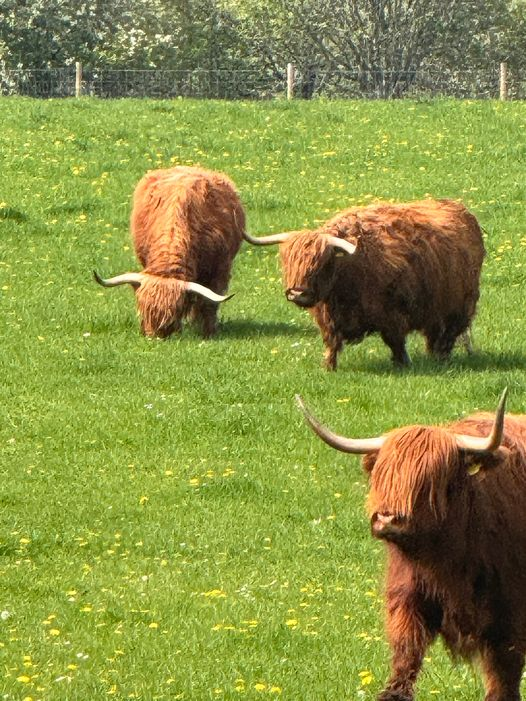 You know you are in the Highlands when you see these... 📷
#moray #aberlour #holiday #whiskymerchant #scotland #themashtun #speysidescotland #aberlourscotland #therealmashtu #scottishpub #whiskycountry #speyside #MeetUsInSpeyside