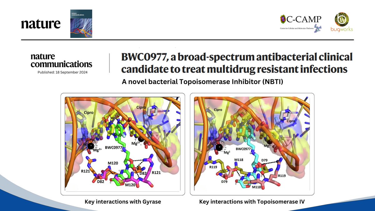 CCAMP_India's tweet image. Read about fantastic drug-development study by CCAMP startup #Bugworks. Their latest work on their broad-spectrum antibiotic, BWC0977 has been published in @naturecomms 
🔗nature.com/articles/s4146…
The study introduces BWC0977, their novel broad-spectrum antibacterial clinical