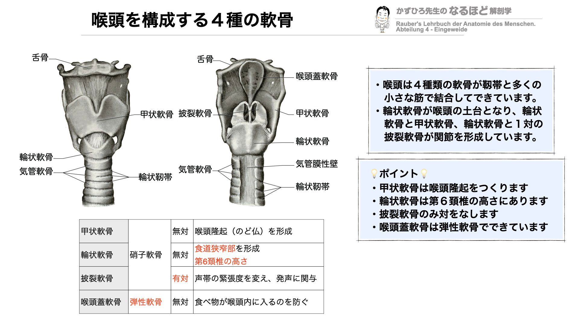 頭頸部管腔構造の理解 裁断済み 頭頸部外科診療に役立つ 頭頸部管腔構造の理解 | 西嶌 渡 |本