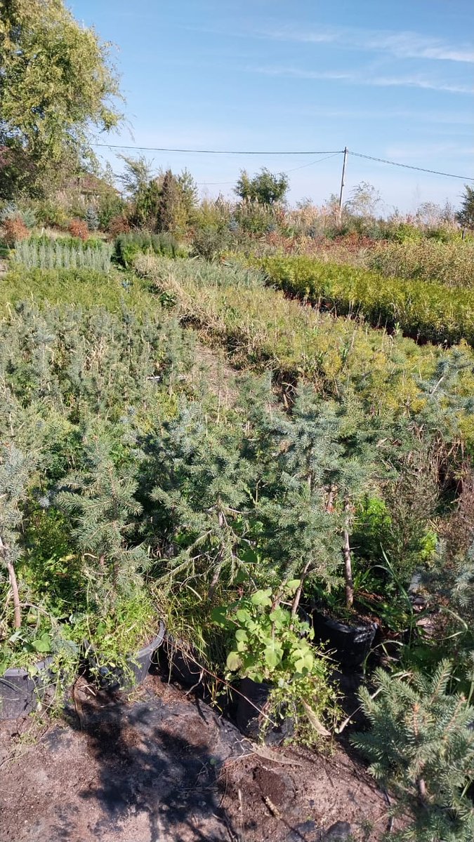 GreenMaxKZ's tweet photo. Осенний сезон в разгаре. Цены и ассортимент на нашем сайте:
https://t.co/80o77Kp6Ot
#саженцы #гринмакс #питомникрастенийалматы #GreenMax #питомникрастений #��лмарай #туи #сосны #спиреи #ели #барбарисы #можжевельники https://t.co/LpsEAM60Yc