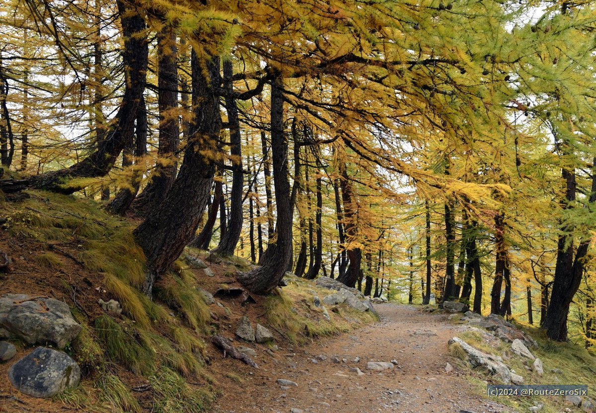 routezerosix's tweet photo. Mélèzes en automne, Lac d'Allos (Alpes-de-Haute-Provence) 🍂

#Allos #LacdAllos #ValdAllos #Verdon #AlpesdeHauteProvence #BaladeSympa #RegionSud #automne #autumn2024 https://t.co/qFmaooz84A