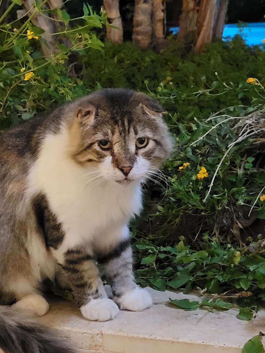 kliesch_andreas's tweet photo. F*ck schon wieder Montag...
Ich wünsche Euch trotzdem eine schöne Woche, und immer daran denken das nächste Wochenende kommt bestimmt.
Liebe Grüße Andreas
#grumpy_cat https://t.co/FnrFYWMrNW
