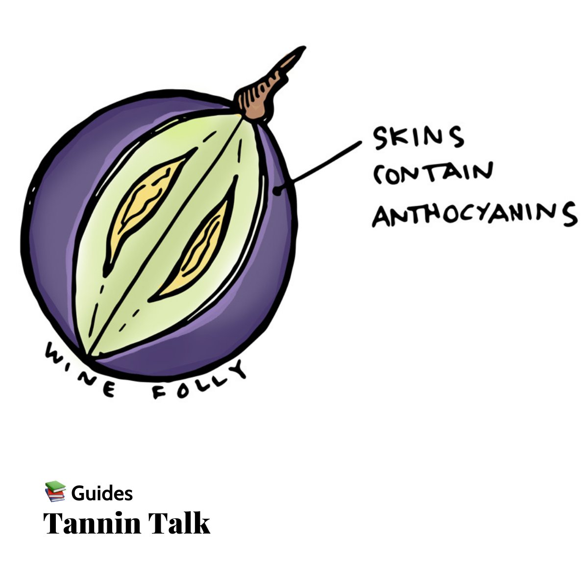 WineFolly's tweet image. 🍇 Tannins in Wine 🍷 Here’s a quick breakdown:
- What? Compounds from grape skins, seeds, and stems.
- Where? Mostly in red wines like Cab Sauv.
- Why? They add structure and help wines age.
🎯 winefolly.com/deep-dive/what…

#winetannins #winegrapes