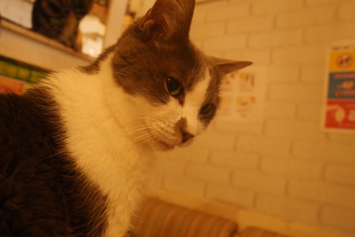 yui_frt34's tweet photo. 東金　ねこのす様！ https://t.co/qmpjxSJQzU