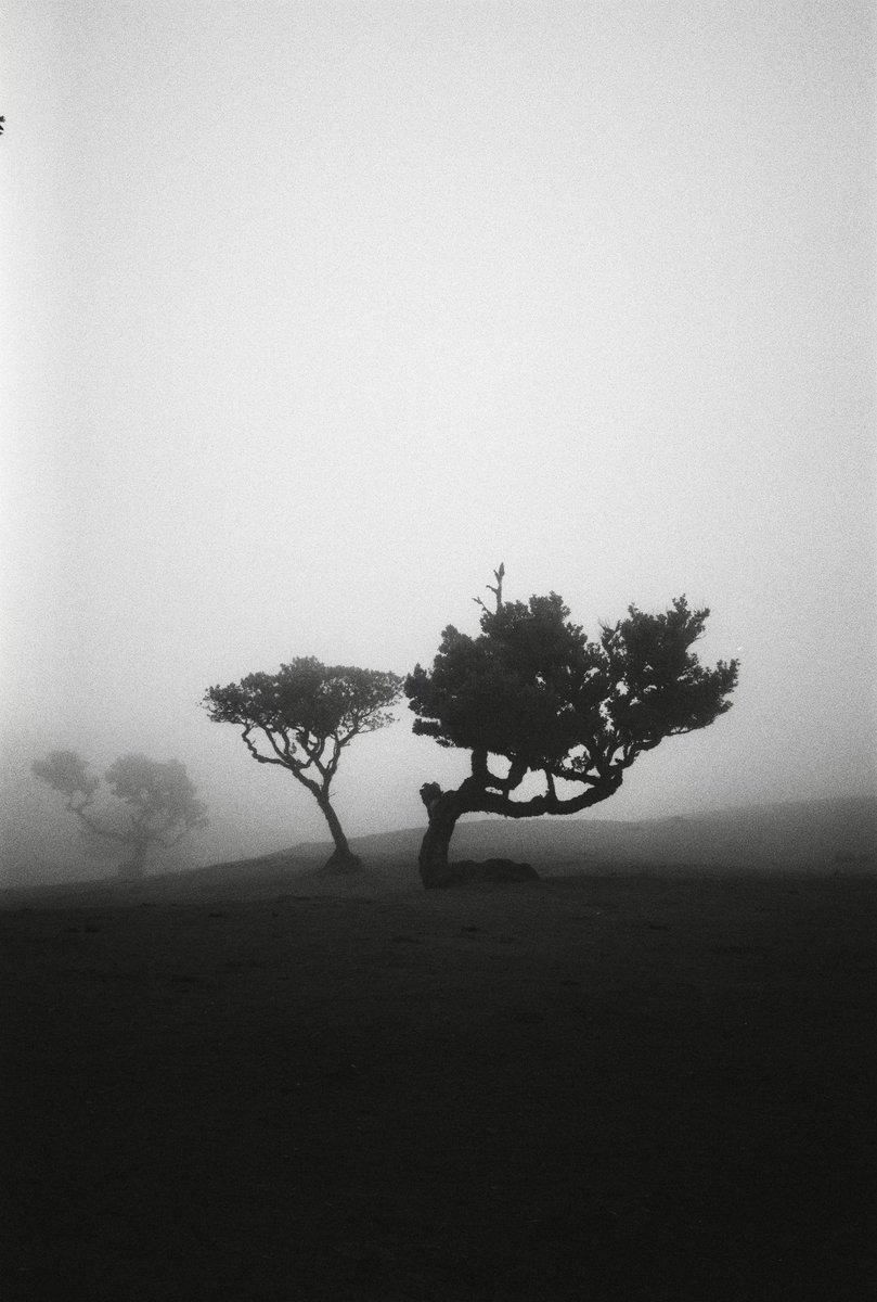 #31themesAnalogChallenge

Jour 21: Racine.
🎞️: Streetpan 400