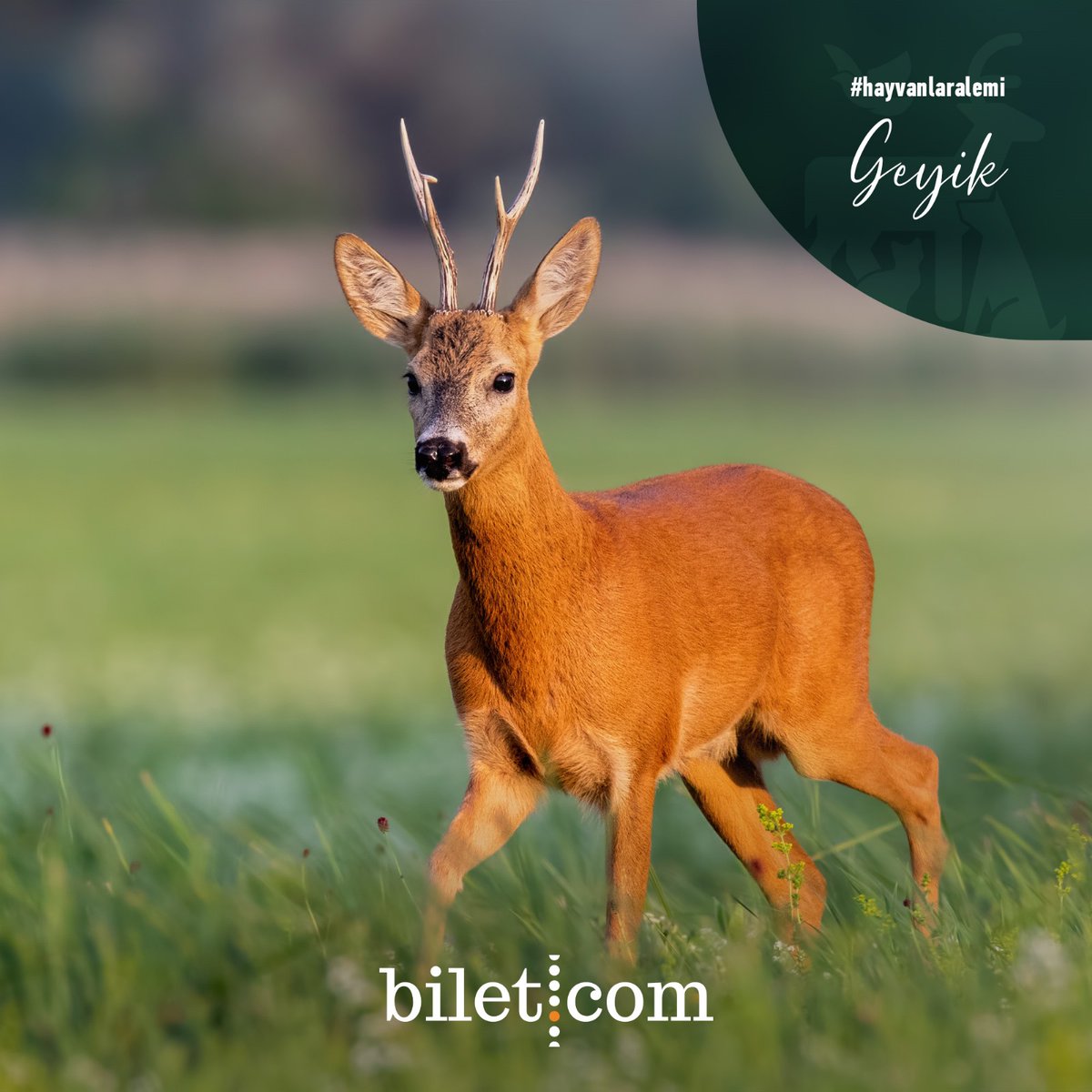 Bilet.com tweet media