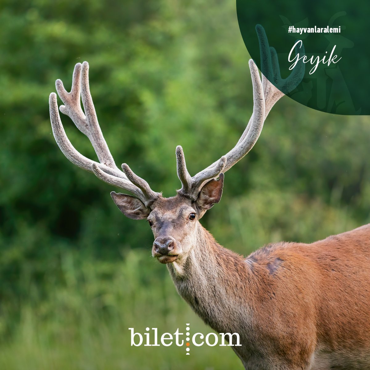 Bilet.com tweet media