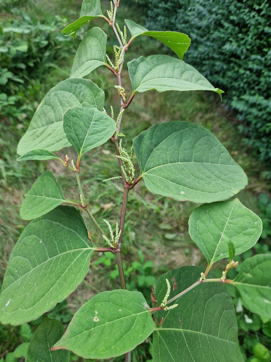 JKExpert's tweet photo. We offer a free online identification service. We received this picture &amp; can confirm it is Japanese Knotweed. Do you suspect Japanese Knotweed is growing on your property? Contact us today: https://t.co/wWAFJ7r8Wj https://t.co/wXZ2AhKHrz