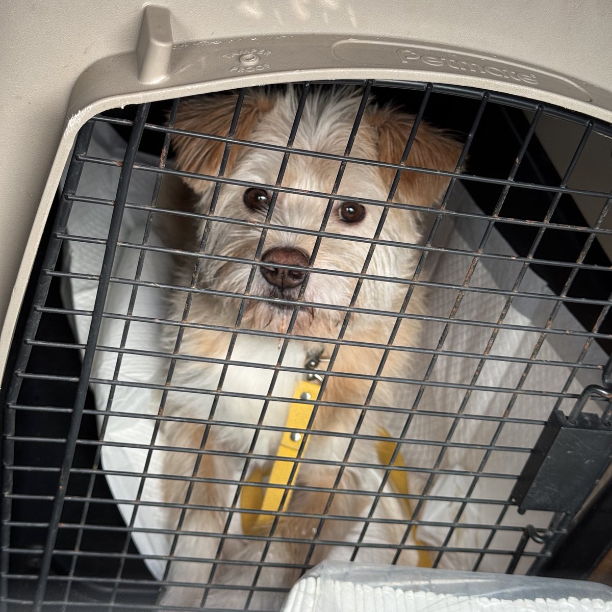 귀리 긴장해서 헷헷 거리길래 특별플레이리스트, 짱서귀 우쭈쭈 하원 음악 틀어줬더니 좀 진정함. 꼬리 살랑살랑 집구경하더니 나한테도 이모가 운전 이케이케 했냐구 아는 척해줌 ㅋㅋㅋ 잘 적응 하고 햄복으며 살아요. 쿨빠이. 이모는 이성당 빵사러 간다!