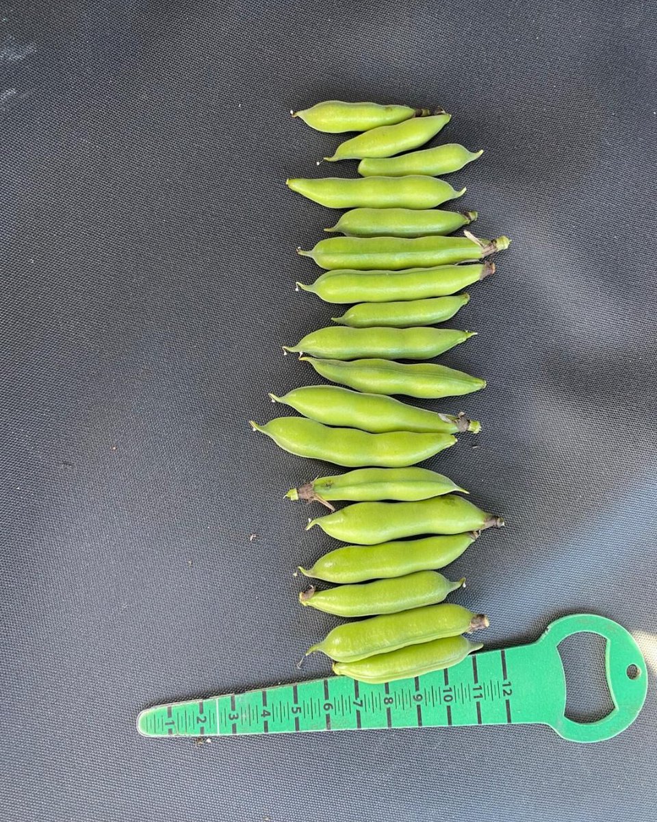 Beans at Yanac in the Wimmera-Mallee are holding strong despite the dry conditions! 💪