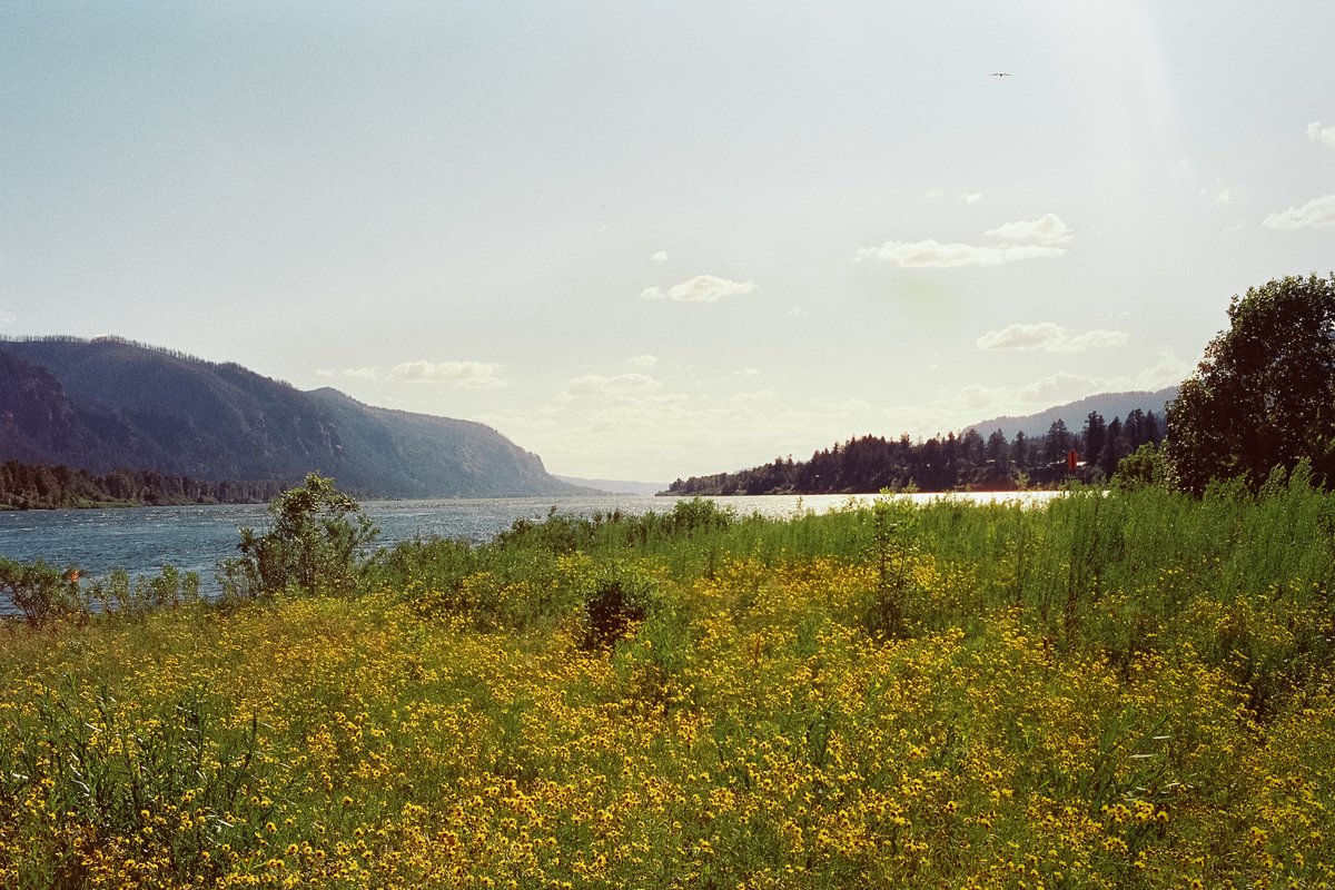 Summer here really does feel like a slice of Americana out of the past.  
Film - #Fuji400 Dev and Scan - @negativelab #NikonF3 #35mmFilm #FilmCamera #ShootFilm #FilmPhotography #AnaloguePhotography #FilmCommunity #GrainIsGood #FilmIsNotDead #StayBrokeShootFilm!
