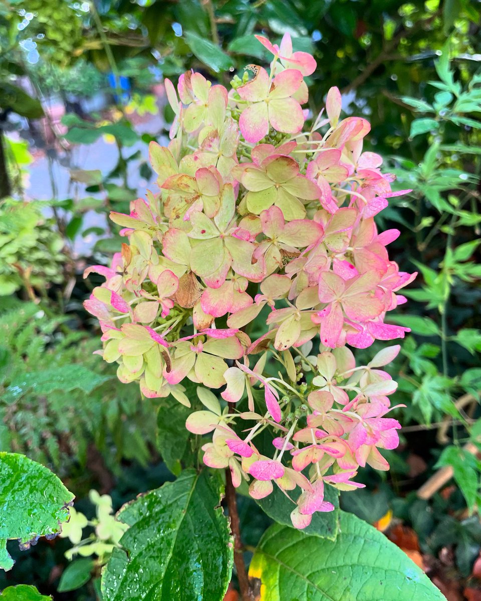 Stifyn1's tweet photo. Proud #blodeuo #proud #garden #naturephotography #autumn #monday #october https://t.co/L93xCiON9W