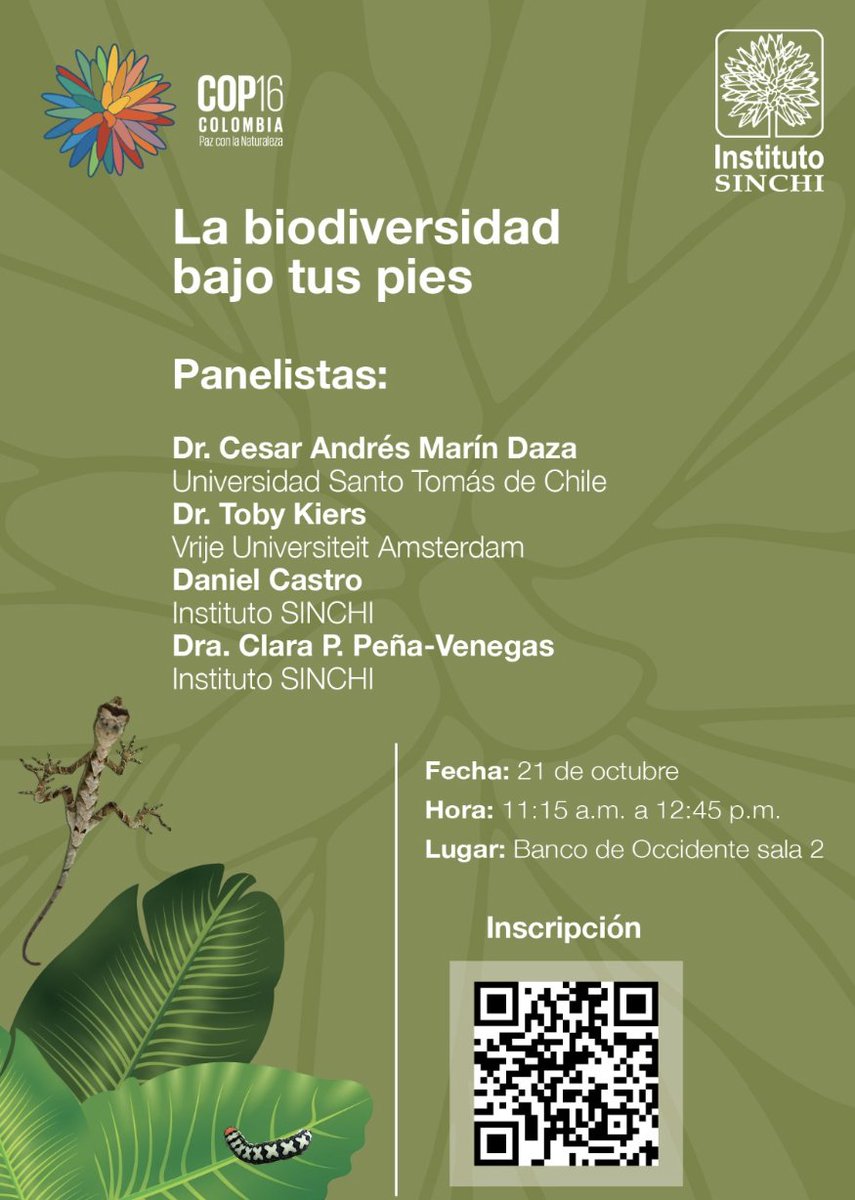 Today, at 11:15 COT, don't miss this
<a href="/InstitutoSINCHI/">Instituto SINCHI 🇨🇴</a> panel on underground biodiversity. Note that this panel will feature our resident tropical ectomycorrhizal expert <a href="/adri_corrales33/">Adriana Corrales</a>. 

This is great lineup and a super important topic!  #COP16