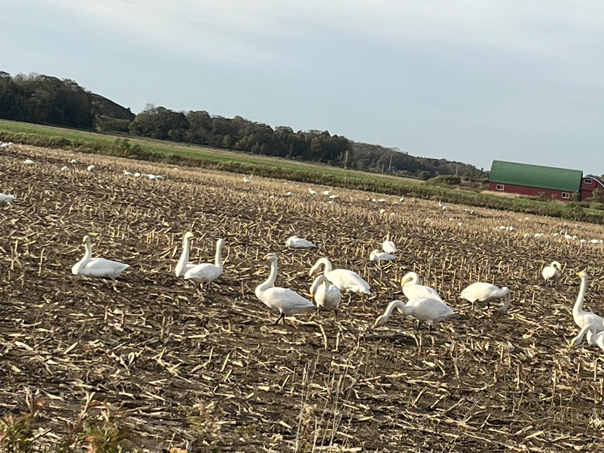 (✘д✘๑;) ³₃
畑に白鳥‼️発見(☆∀☆)
近くに行っても⁉️
逃げませんでした(￣▽￣;)