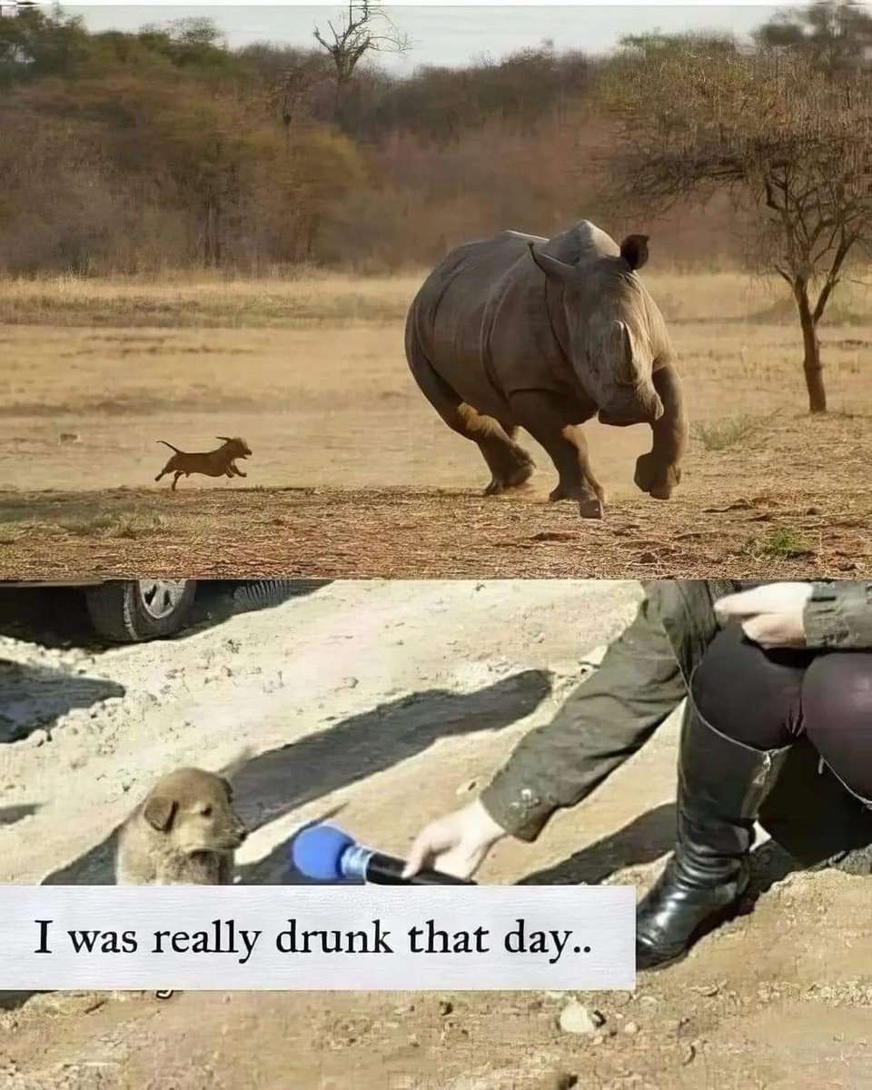 Lieve Neushoorn, het spijt me