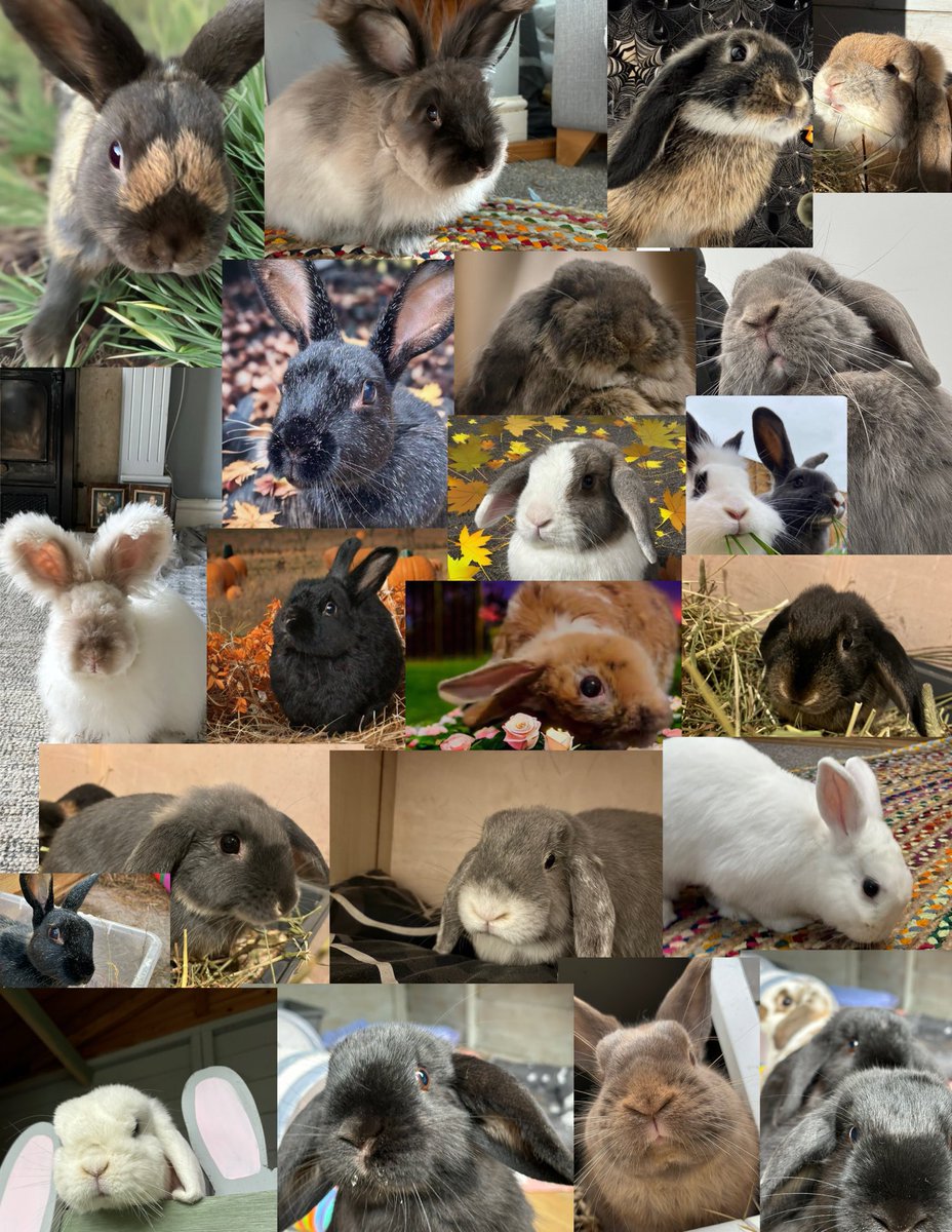 carrotcottagerr's tweet photo. Good morning!! Here are just a few of our bunnies 😍😍 https://t.co/D6FwYMEaDv