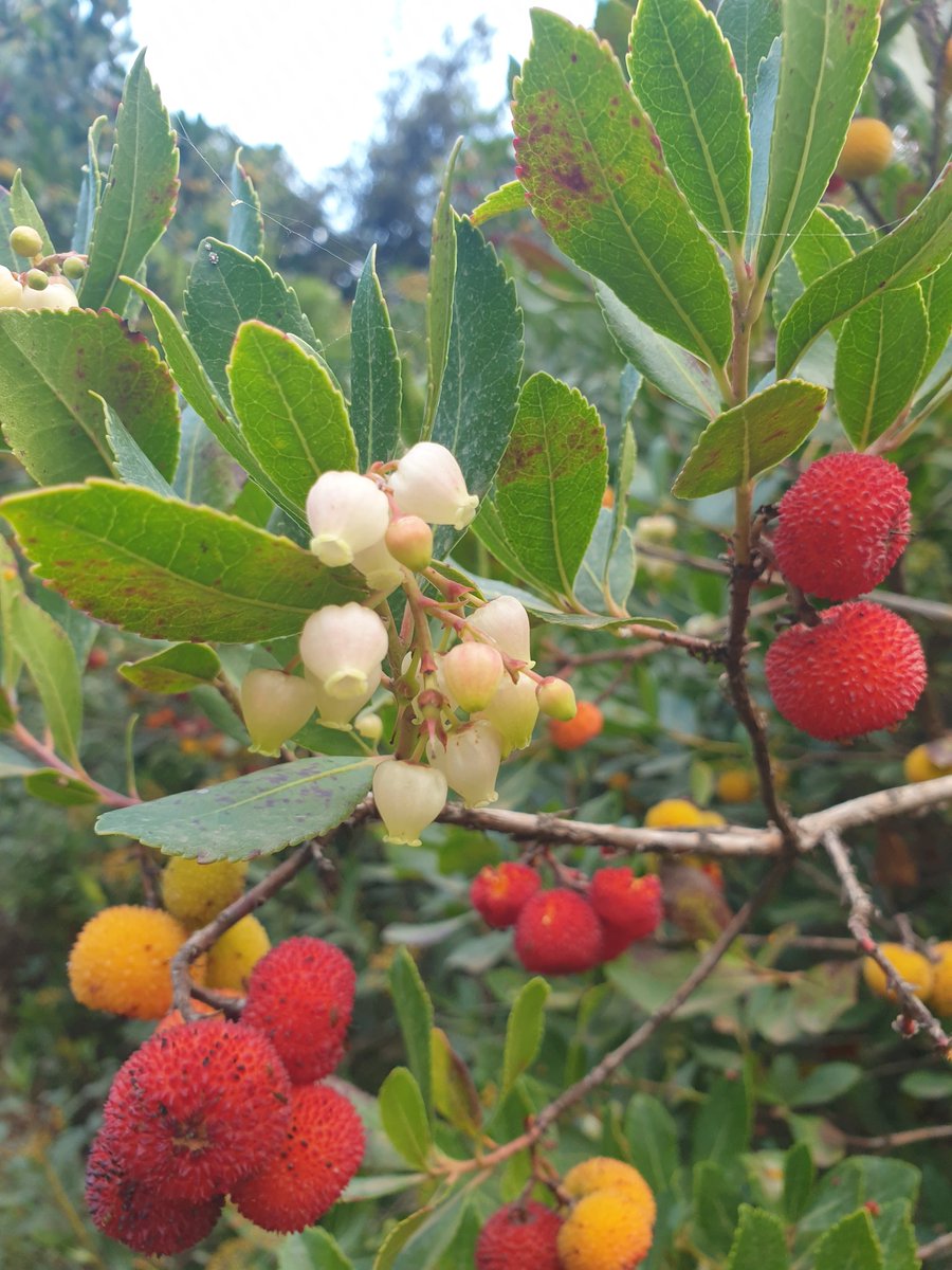 Dans le massif de l'Étoile, des vallons entiers aux arbousiers en fleurs.