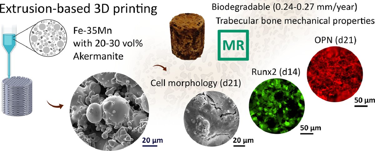 Amir A Zadpoor (@amir_zadpoor) on Twitter photo Congratulations to Niko Putra from our lab for winning Acta Student Award (announced: lnkd.in/eNypDSgX) for his paper:
Extrusion-based 3D printing of biodegradable, osteogenic, paramagnetic, and porous FeMn-akermanite bone substitutes (doi.org/10.1016/j.actb…) <a href="/ActaBio/">Acta Biomaterialia</a> Congratulations to Niko Putra from our lab for winning Acta Student Award (announced: lnkd.in/eNypDSgX) for his paper:
Extrusion-based 3D printing of biodegradable, osteogenic, paramagnetic, and porous FeMn-akermanite bone substitutes (doi.org/10.1016/j.actb…) <a href="/ActaBio/">Acta Biomaterialia</a>