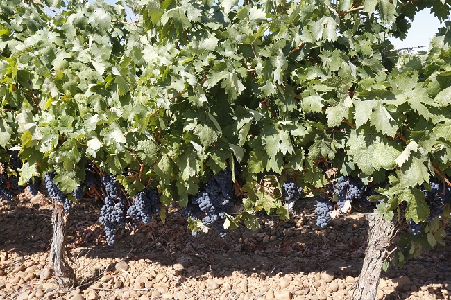 La Pequeña <a href="/CRDOLEON/">DO LEÓN</a>  finaliza una vendimia muy accidentada con casi tres millones de kilos de uva de muy buena calidad, siendo nuevamente la Prieto Picudo la variedad estrella con cerca del 75% de las uvas recogidas